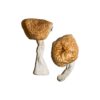 buy Burmese Magic Mushrooms online