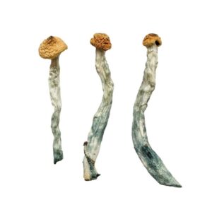 Buy Creeper Magic Mushrooms Canada | Fungi Roots