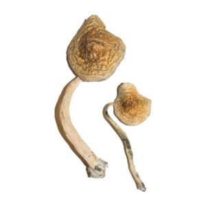 Buy Cuban Magic Mushrooms Canada – Fungi Roots