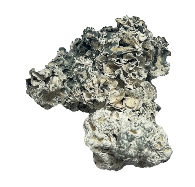 Buy Enigma Magic Mushrooms Canada – Fungi Roots