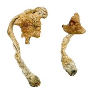 Buy Entheogen Explosion Magic Mushrooms Canada | Fungi Roots