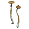 Buy Escondido Magic Mushrooms Canada – Fungi Roots