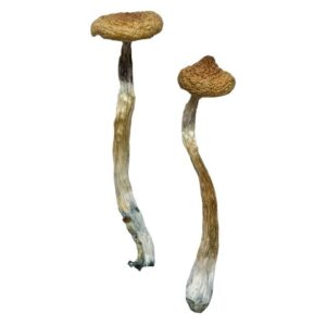 Buy Escondido Magic Mushrooms Canada – Fungi Roots