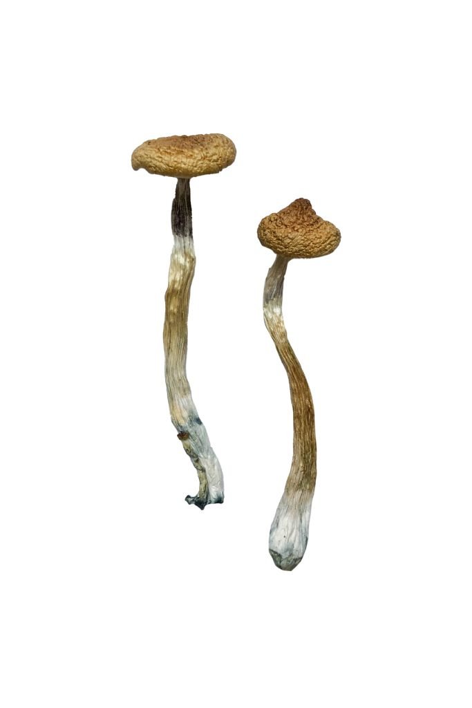 Buy Escondido Magic Mushrooms Canada – Fungi Roots
