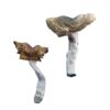 buy Florida White (F+) Magic Mushrooms