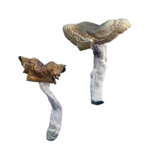 buy Florida White (F+) Magic Mushrooms
