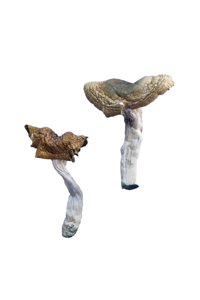buy Florida White (F+) Magic Mushrooms