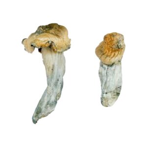buy Gold-Member Magic Mushrooms