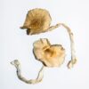 buy Golden Teachers Magic Mushrooms