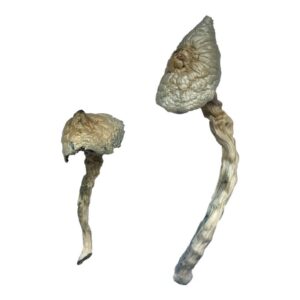 buy Great White Monster Magic Mushrooms