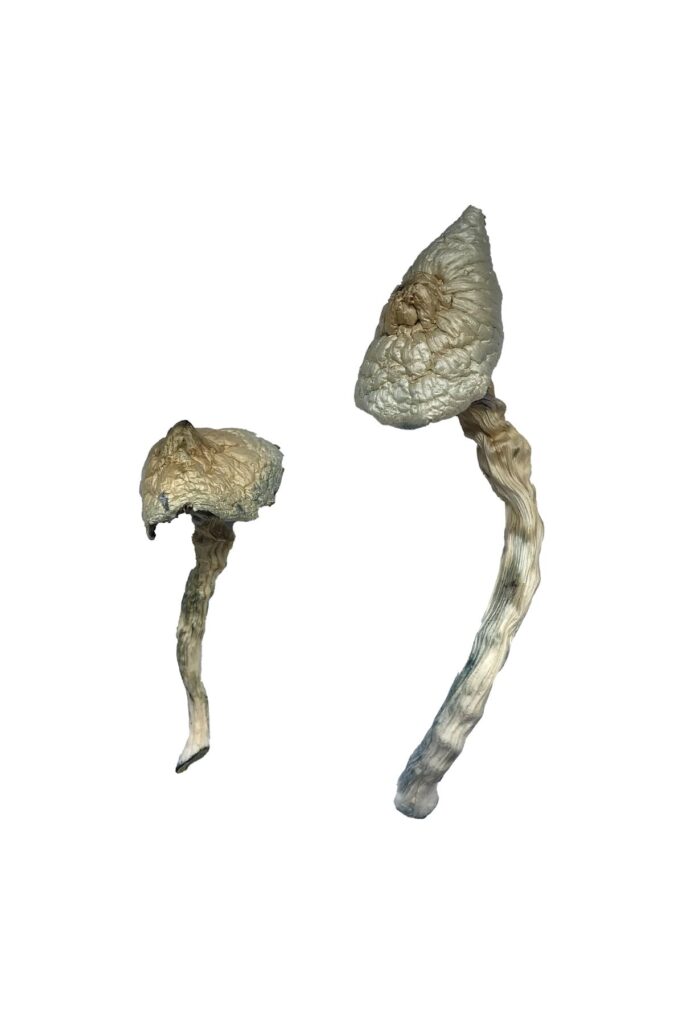 buy Great White Monster Magic Mushrooms