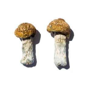 buy Hero Magic Mushrooms