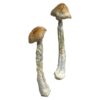 buy HillBilly Magic Mushrooms