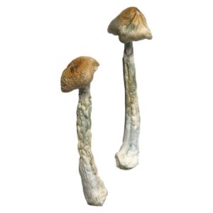 buy HillBilly Magic Mushrooms