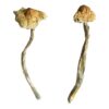 buy Huautla Magic Mushrooms