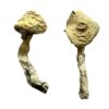 buy Jack Frost Magic Mushrooms