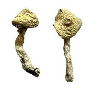 buy Jack Frost Magic Mushrooms