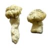 Buy Shakti Albino Malabar Magic Mushrooms Canada – Fungi Roots