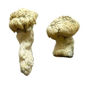Buy Shakti Albino Malabar Magic Mushrooms Canada – Fungi Roots