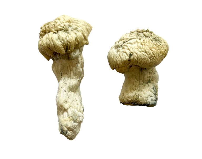 Buy Shakti Albino Malabar Magic Mushrooms Canada – Fungi Roots