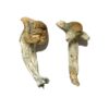 Buy Shepherds Cut Penis Envy Magic Mushrooms Canada – Fungi Roots
