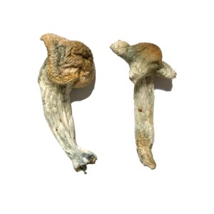 Buy Shepherds Cut Penis Envy Magic Mushrooms Canada – Fungi Roots