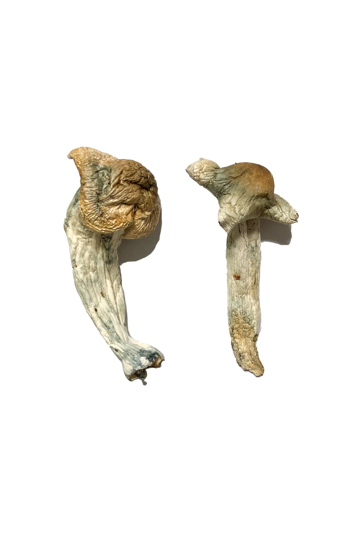 Buy Shepherds Cut Penis Envy Magic Mushrooms Canada – Fungi Roots