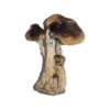 buy Buy South American Magic Mushrooms Canada – Fungi Roots