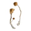 Buy Syzygy Magic Mushrooms Canada – Fungi Roots