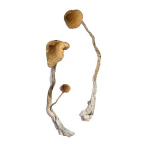 Buy Syzygy Magic Mushrooms Canada – Fungi Roots