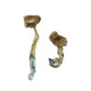 Buy Texas Yellow Cap Magic Mushrooms Canada – Fungi Roots