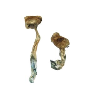 Buy Texas Yellow Cap Magic Mushrooms Canada – Fungi Roots