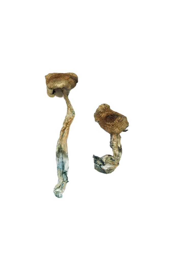 Buy Texas Yellow Cap Magic Mushrooms Canada – Fungi Roots