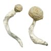 Buy Thrasher Magic Mushrooms Canada – Fungi Roots