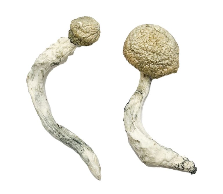 Buy Thrasher Magic Mushrooms Canada – Fungi Roots