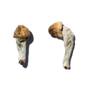 Buy Trans Envy Magic Mushrooms Canada – Fungi Roots