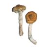 Buy Vietnamese Magic Mushrooms Canada – Fungi Roots