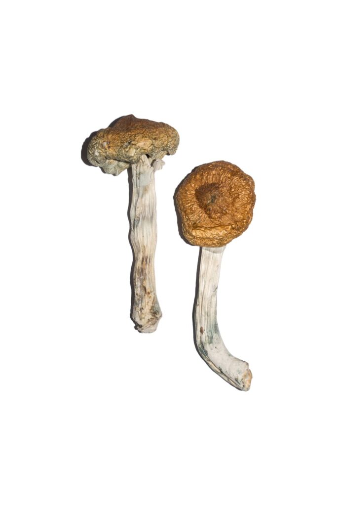 Buy Vietnamese Magic Mushrooms Canada – Fungi Roots
