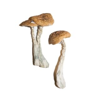 Buy Wavy Caps Magic Mushrooms Canada – Fungi Roots