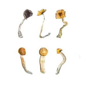 buy Magic Mushroom Sampler Kit / Tasting Menu