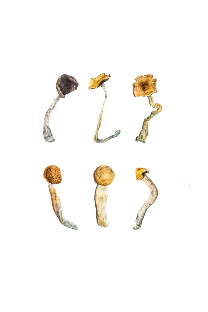 buy Magic Mushroom Sampler Kit / Tasting Menu