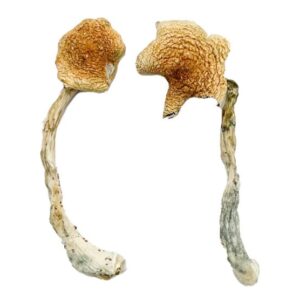 buy Costa Rican Blue Magic Mushrooms