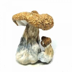 buyCosta Rican Magic Mushrooms