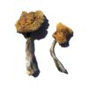 Buy Wollongong Magic Mushrooms