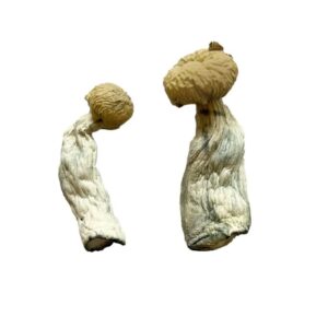 buy Yeti Magic Mushrooms