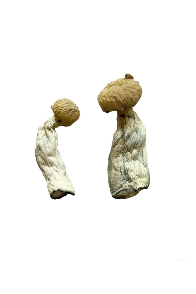 buy Yeti Magic Mushrooms
